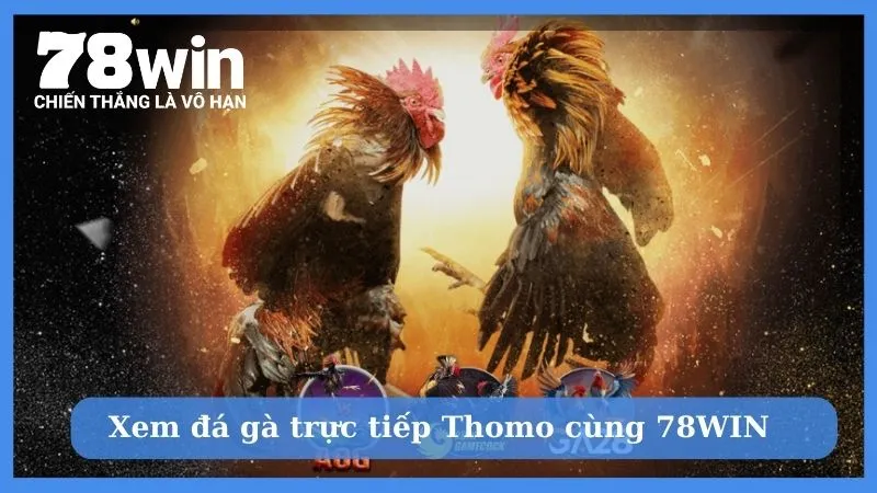 Xem đá gà trực tiếp Thomo gay cấn cùng 78WIN