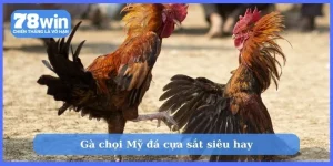 Gà chọi Mỹ đá cựa sắt siêu hay