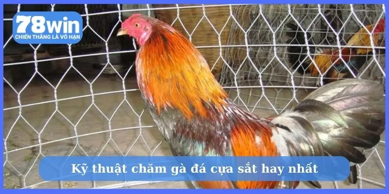 Kỹ thuật chăm gà đá cựa sắt hay nhất