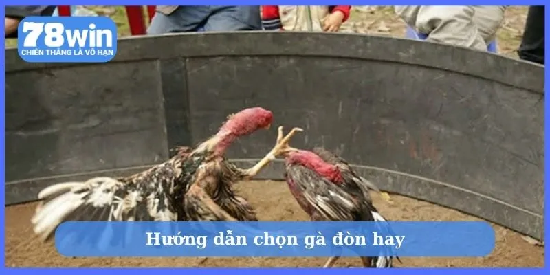 Hướng dẫn chọn gà đòn hay