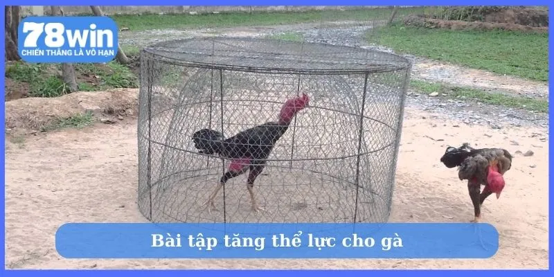 Bài tập tăng thể lực cho gà