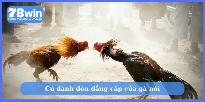 Cú đánh đòn đẳng cấp của gà nòi