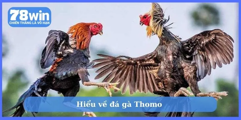 Hiểu về đá gà Thomo 