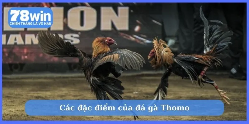 Các đặc điểm của đá gà Thomo