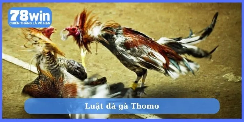 Luật đá gà Thomo