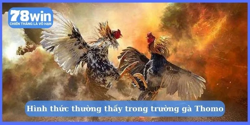 Hình thức thường thấy trong trường gà Thomo