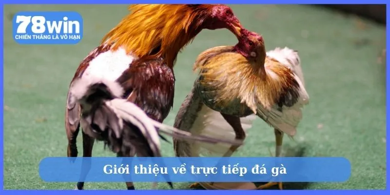 Giới thiệu về trực tiếp đá gà